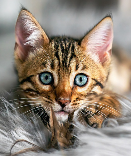 Katzen Züchtershooting