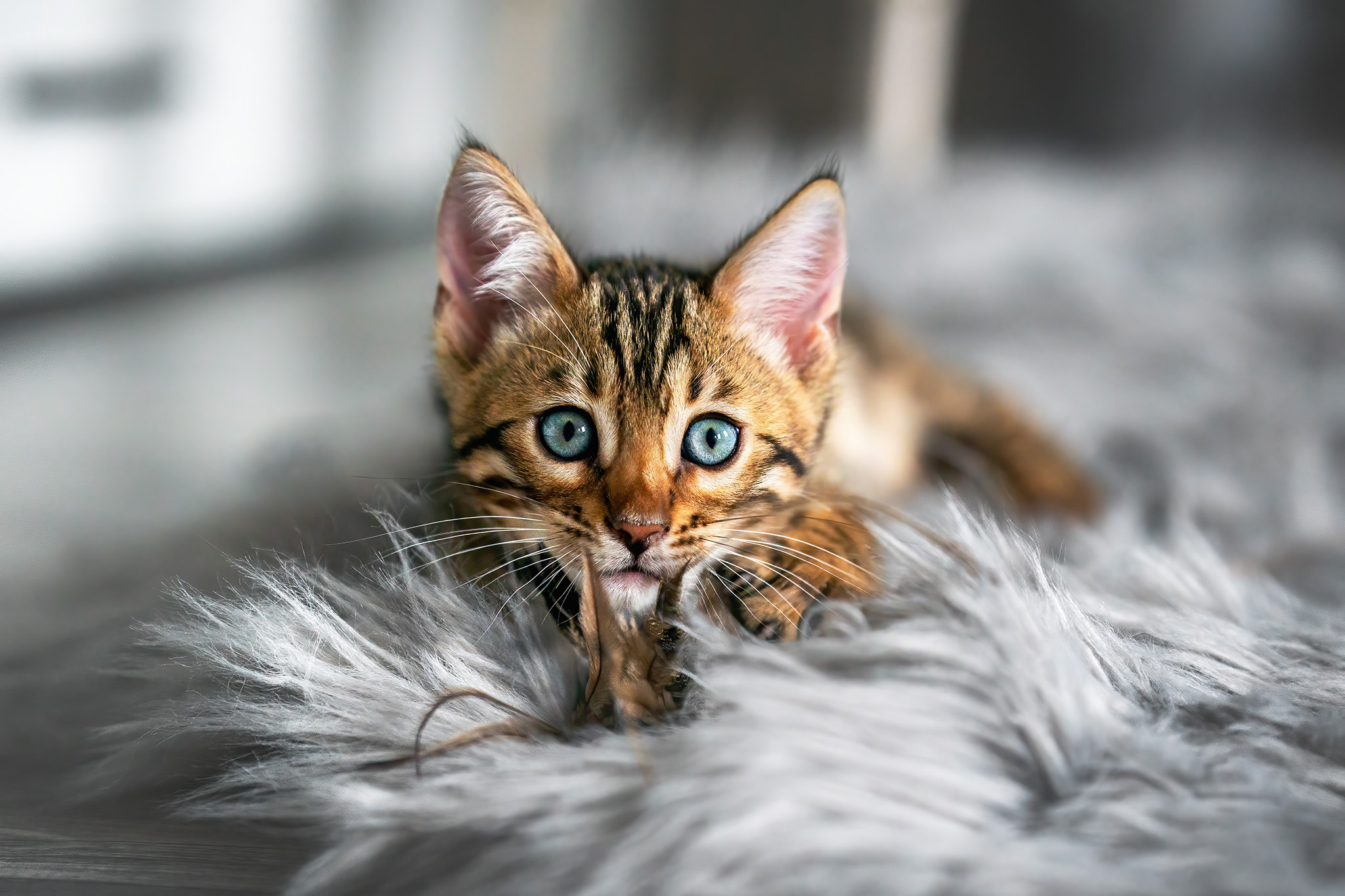 Züchtershooting Bengale