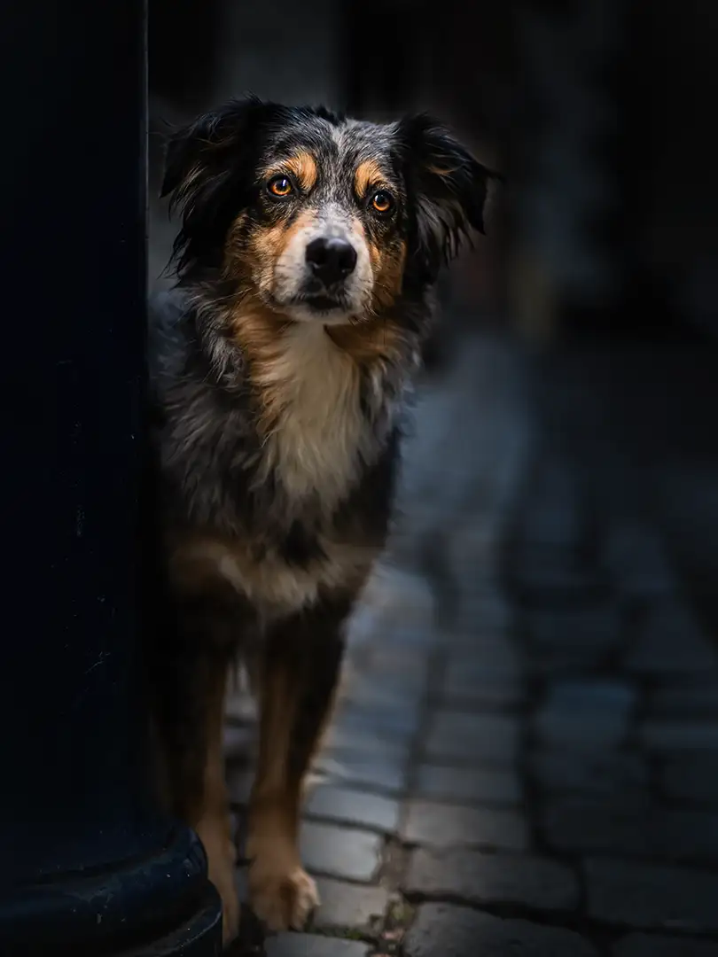 aussie beim cityshooting in Düsseldorf