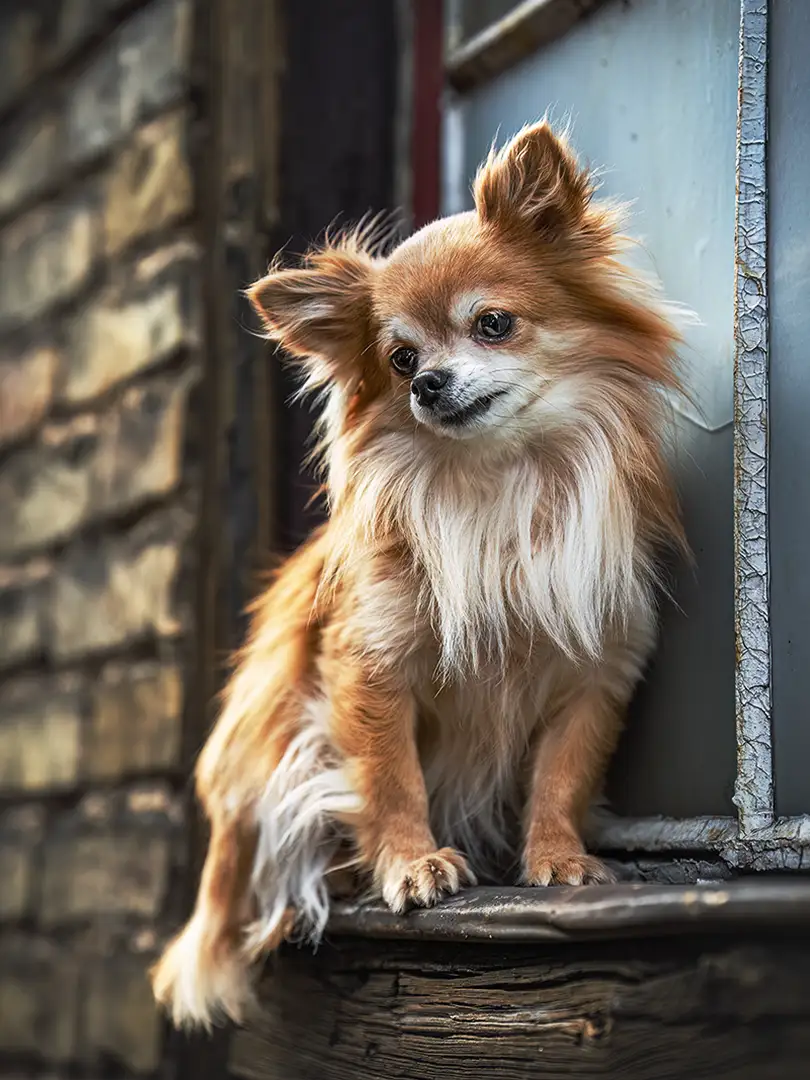 Chihuahua sitzt vor einem alten Fenster in Lost Place
