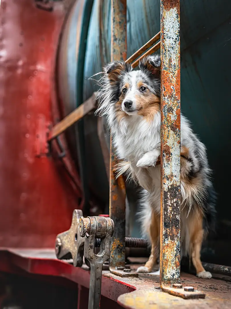 Hundeshooting mit miniaussi im bahnmuseum