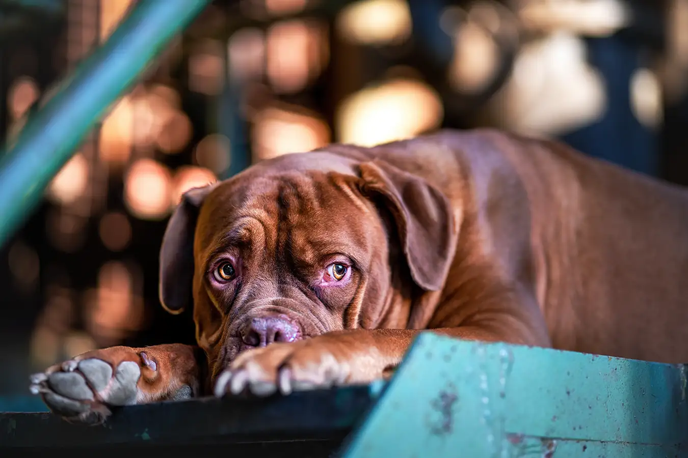 bordeauxdogge posiert beim hundeshooting
