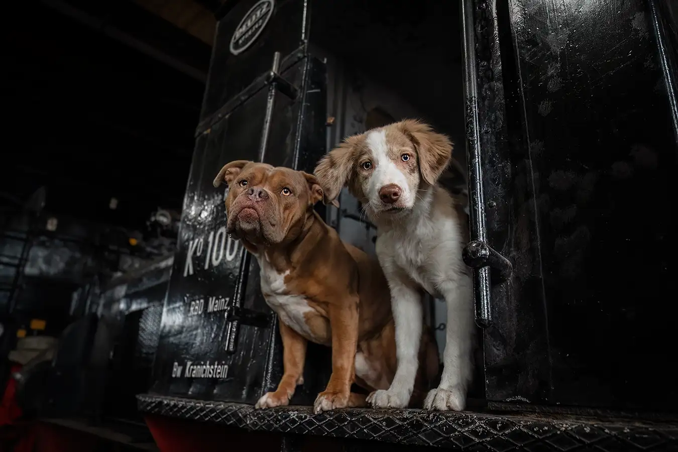 hundeshooting mit zwei Hunden im bahnmuseum