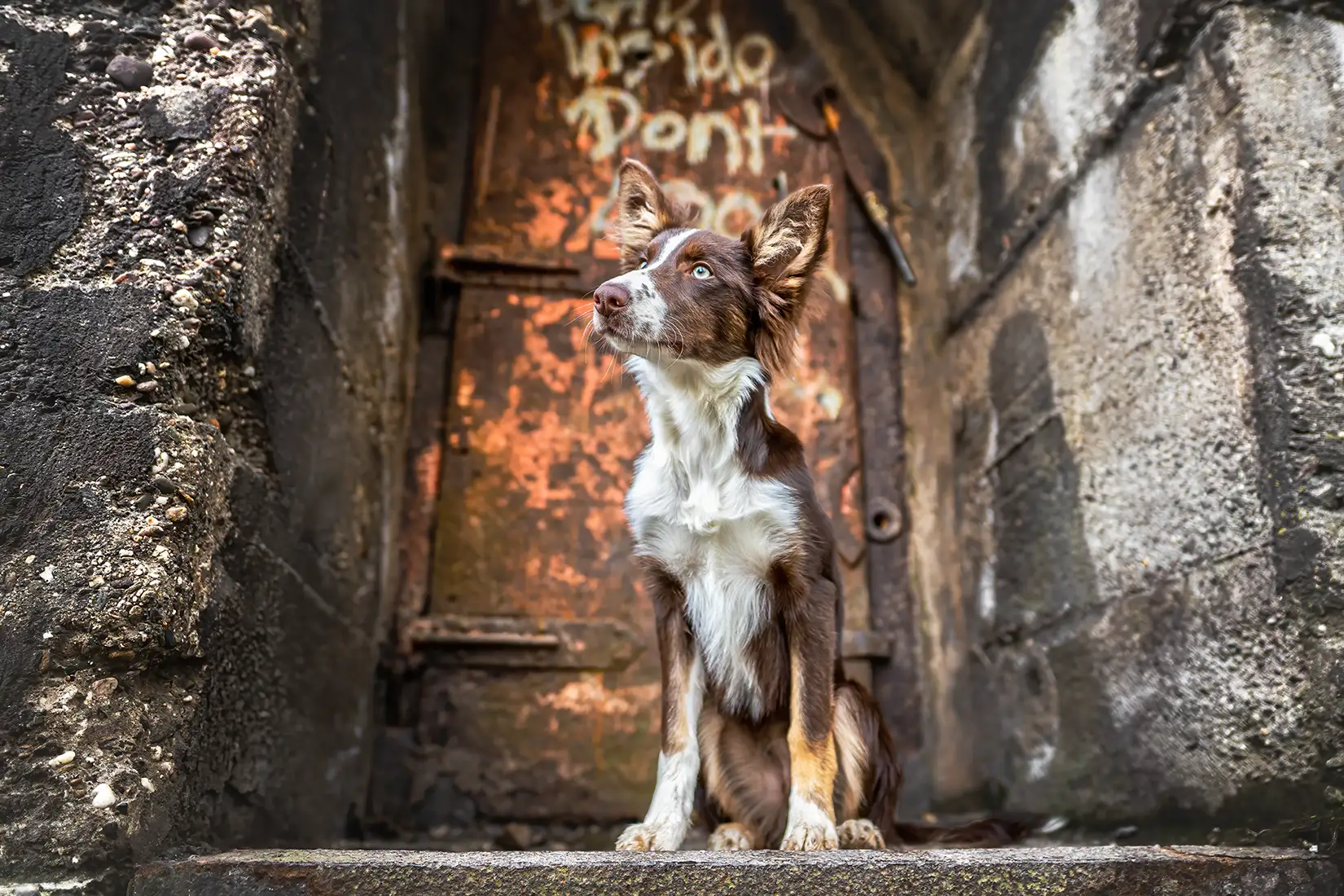 hundeshooting mit einem miniaussi in Düsseldorf