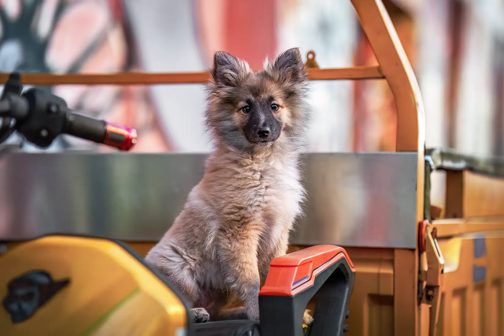 welpe posiert bei einem hundeshooting in Düsseldorf