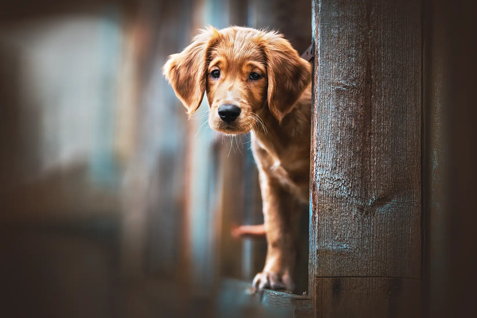 Welpenshooting in Mönchengladbach