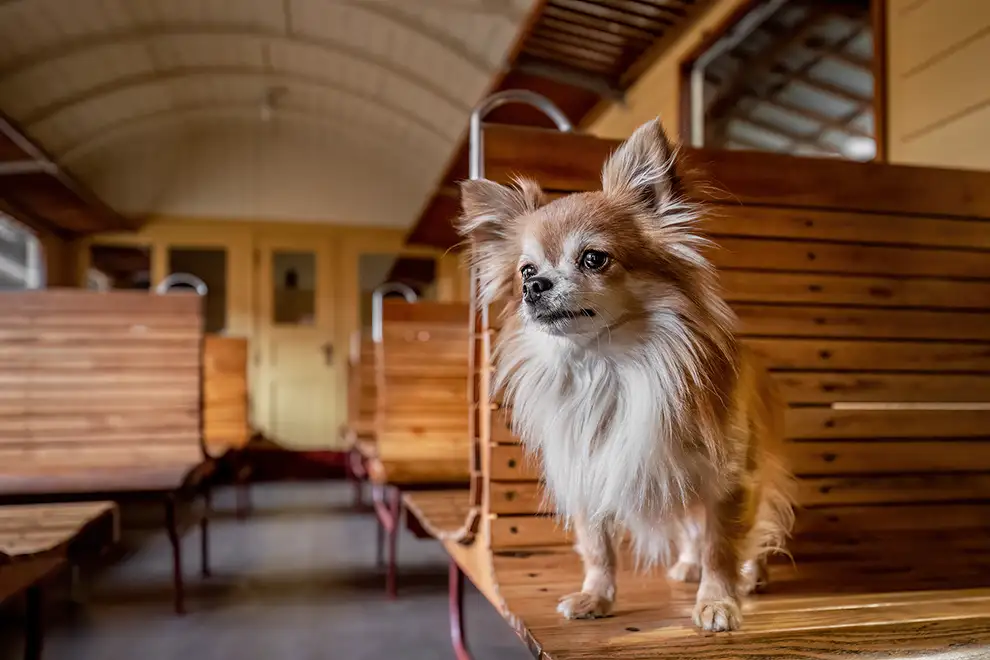 Chihuahua steht in einem alten Waggon im bahnmuseum