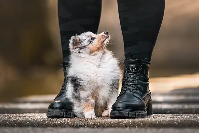 Spitzwelpe sitzt zwischen zwei Stiefeln