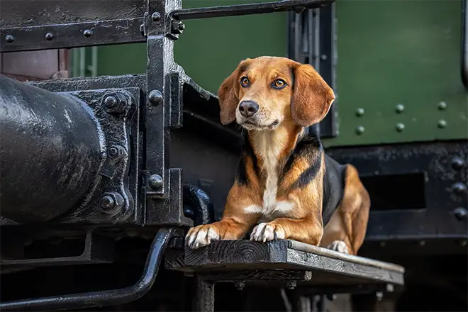 beagle im bahnmuseum