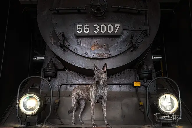Schäferhund steht auf einer alten Lok im Bahnmuseum
