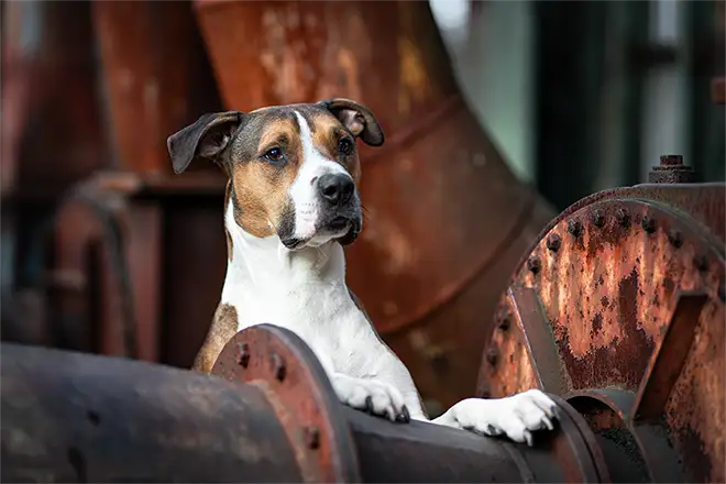 hundeshooting in viersen