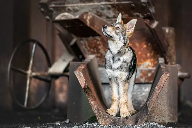 Saarlooswolfhund Welpe modelt in nettetal