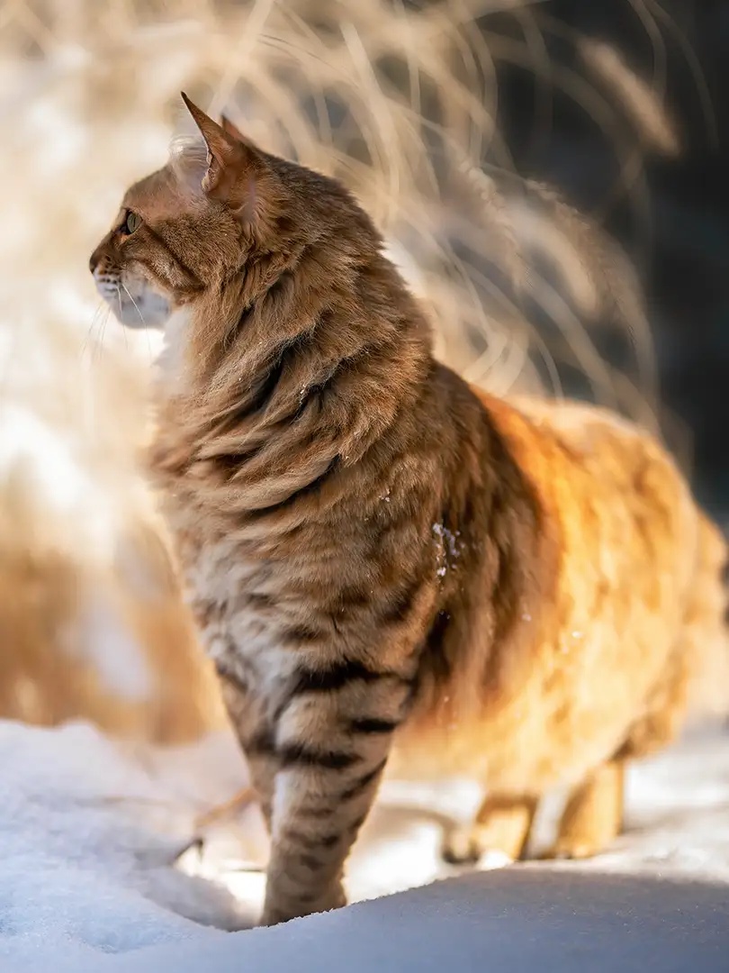 rote Katze im Schnee in Mönchengladbach