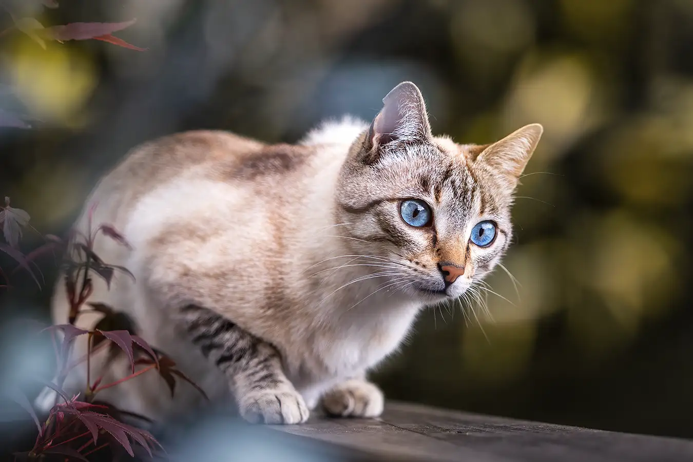 Siamkatze posiert für ein Katzenshooting im Grünen