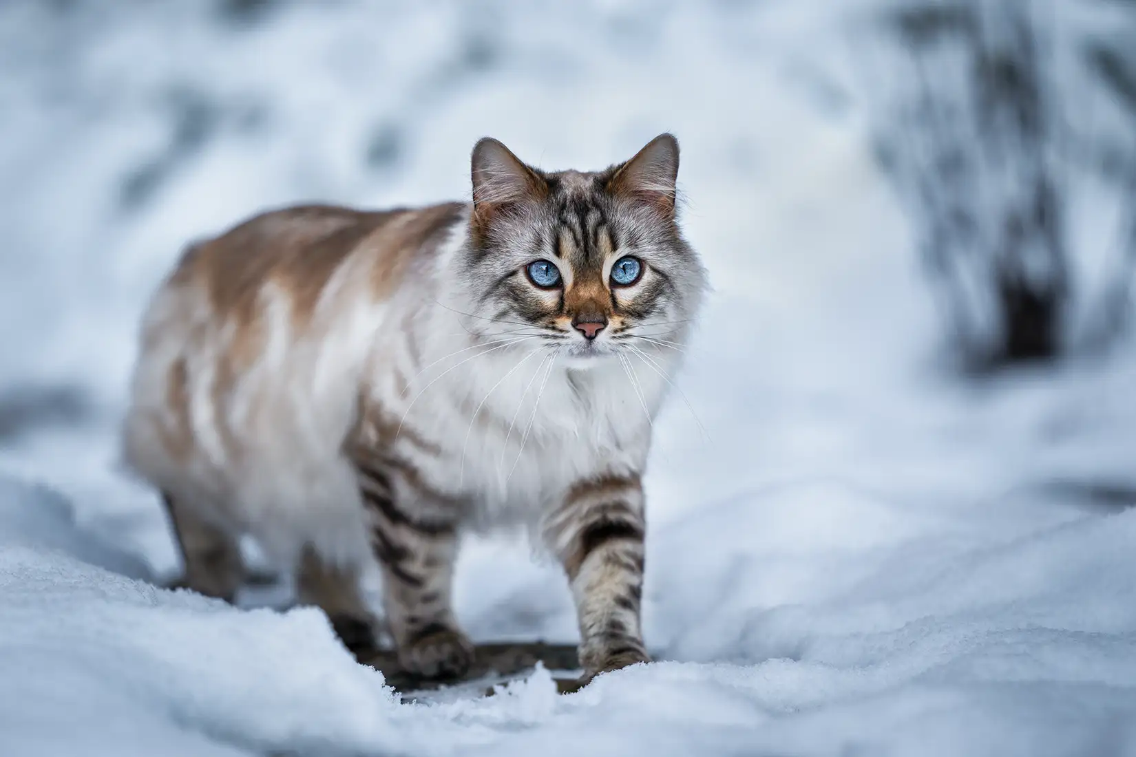 Langhaar Bengal Katze im Schnee in Düsseldorf