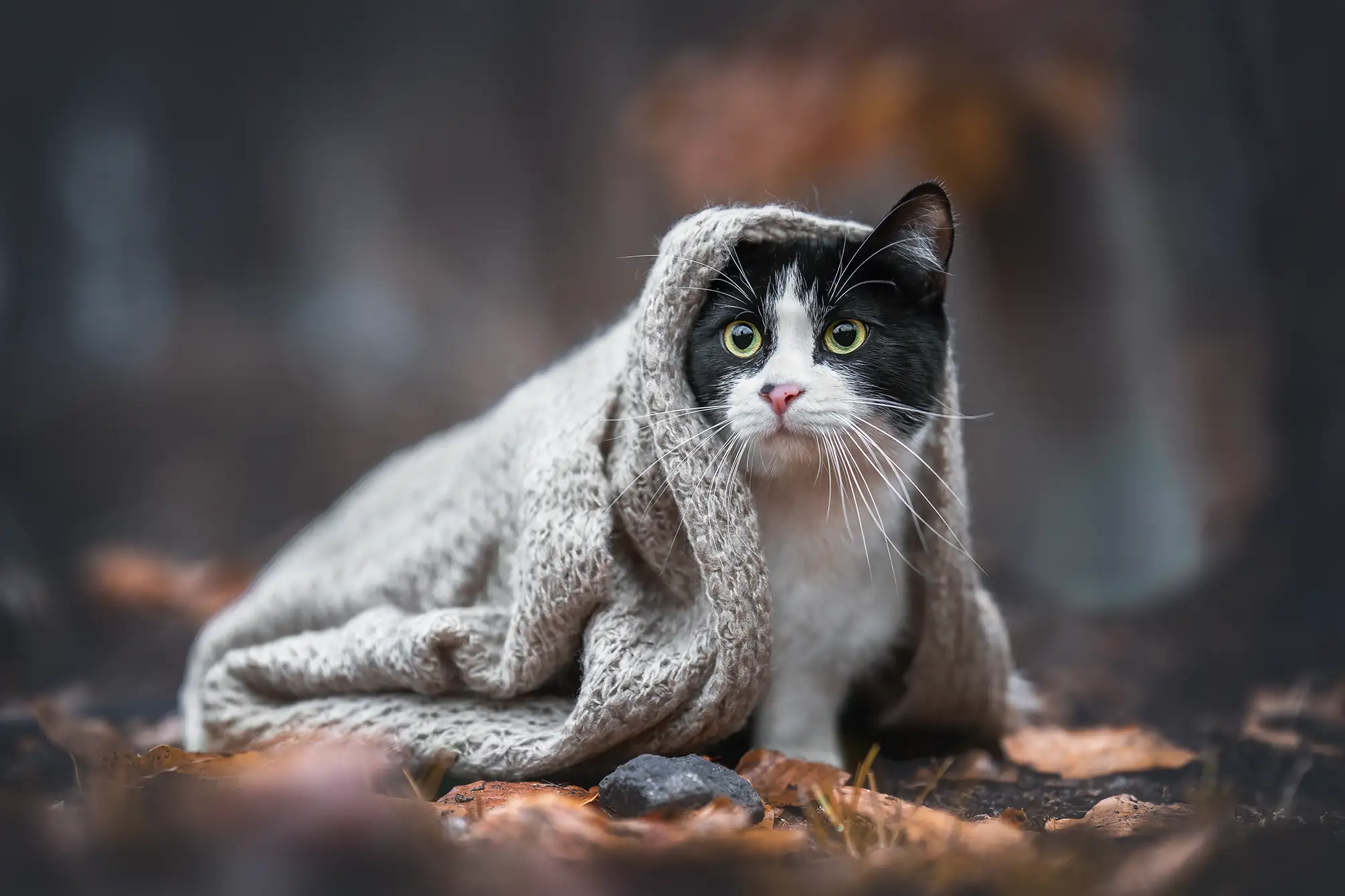 Katze sitzt im Wald unter einer Decke in Düsseldorf