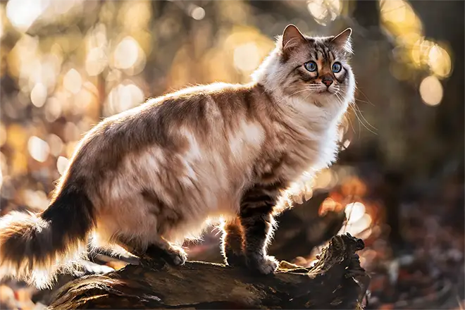 Langhaar Bengalkatze im Wald in Viesen