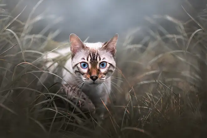 Katzenshooting mit einer Siamkatze im Gras 