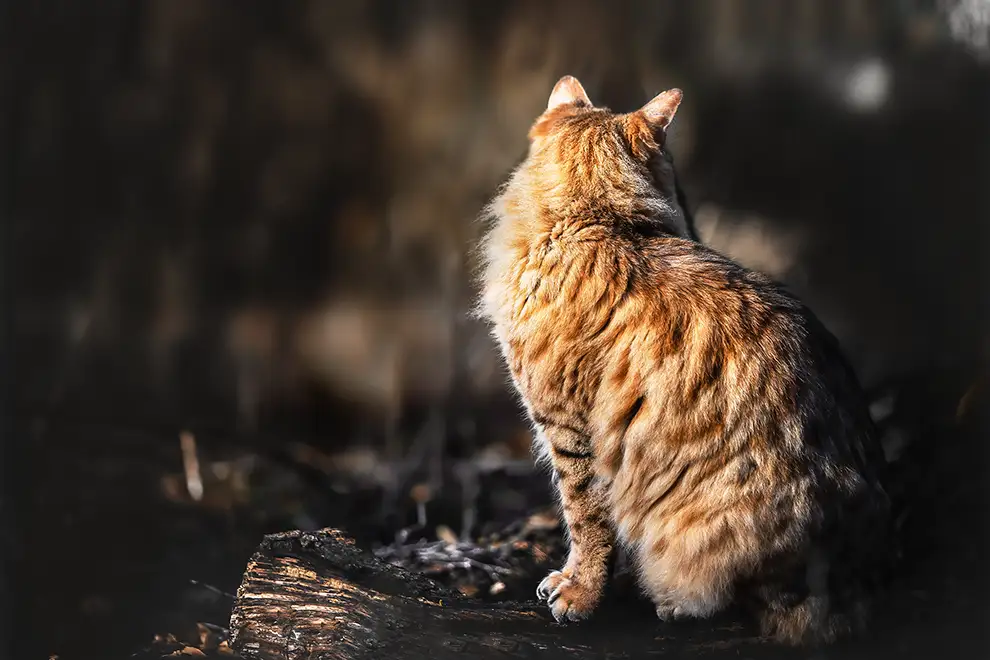 Langhaar Bengal  Kater im Wald in Viersen
