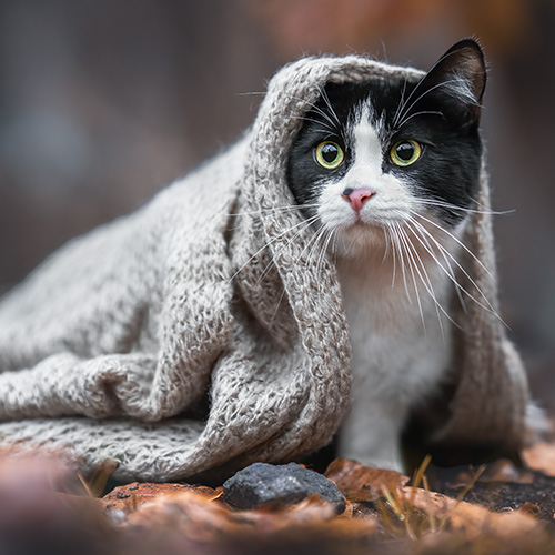 Katzenfotografie