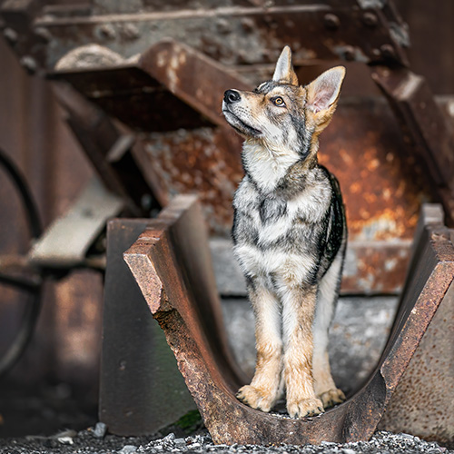 Hundefotografie Lostplace