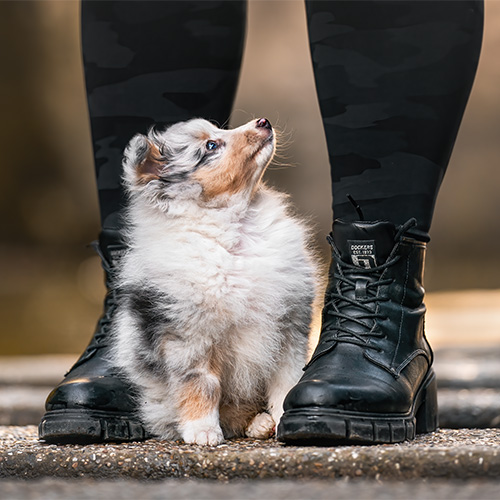 Hundefotografie Welpe